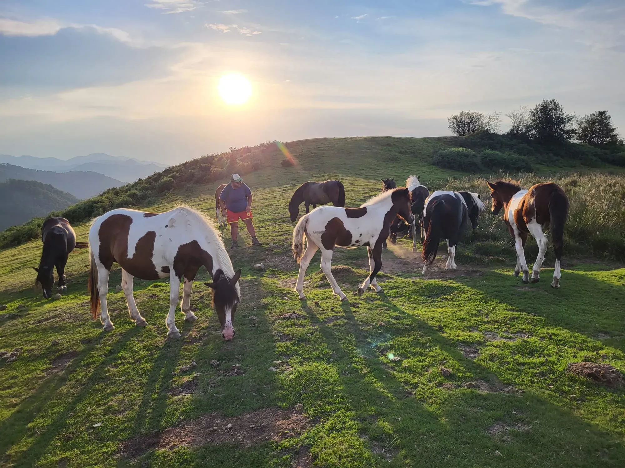 chevaux (3)