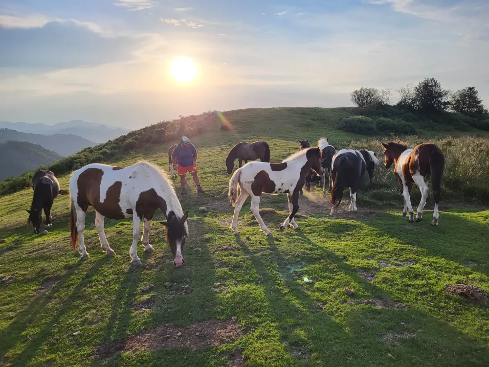 Poney de loisir à Ustaritz