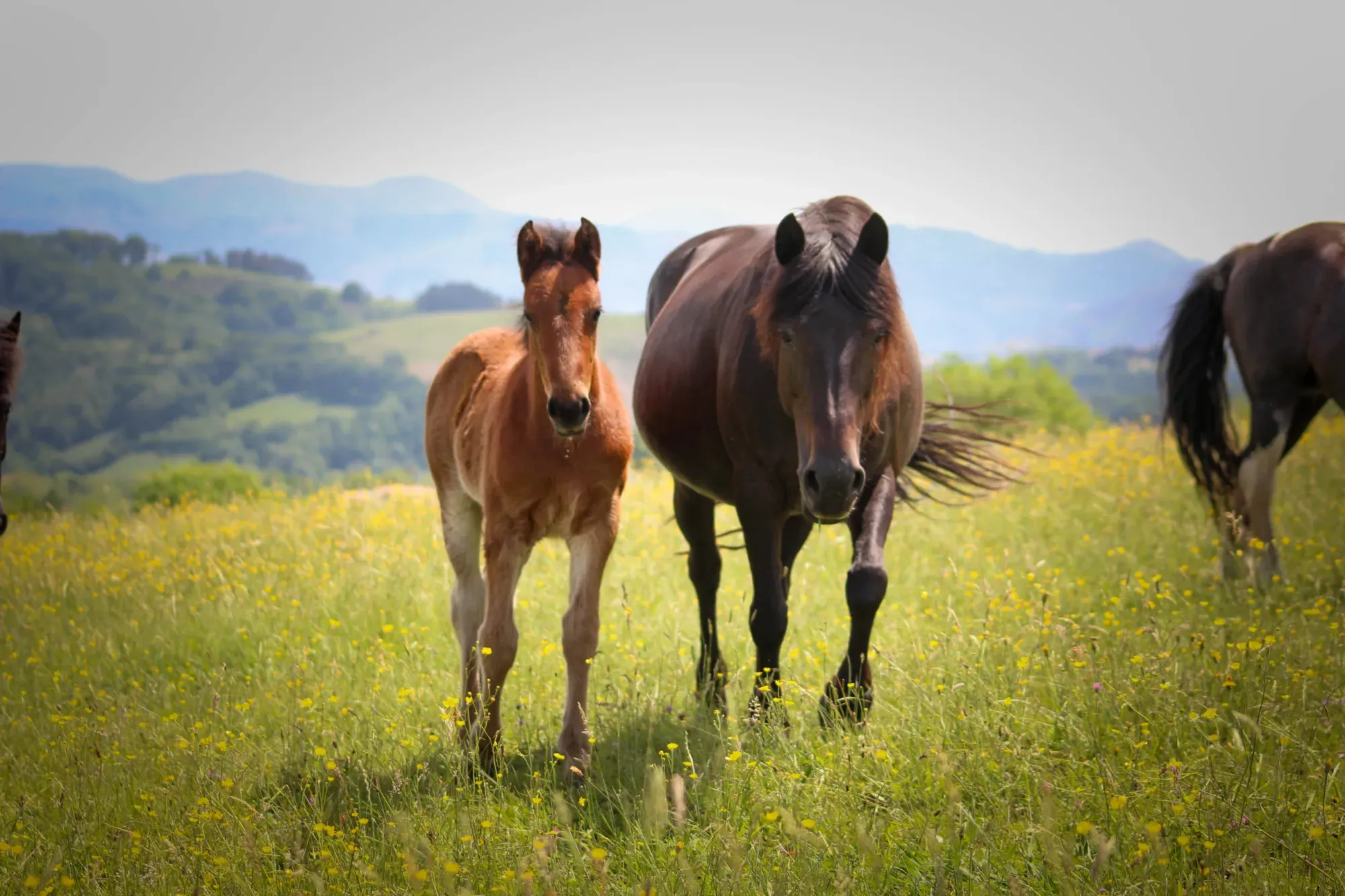 chevaux (5)