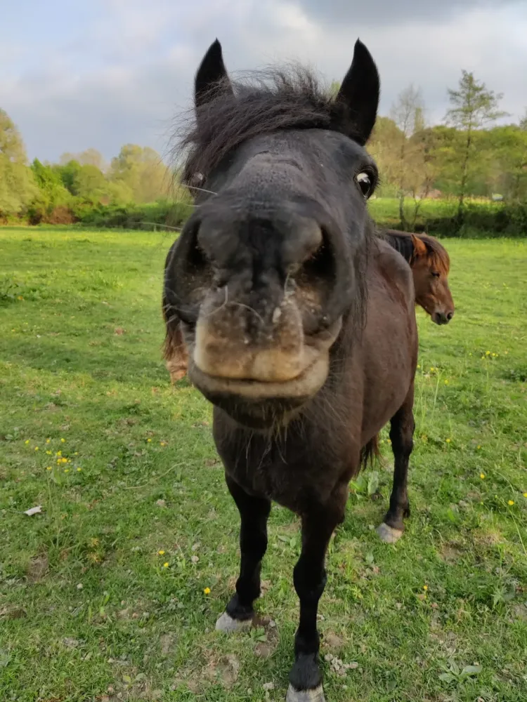 Élevage poney à Ustaritz