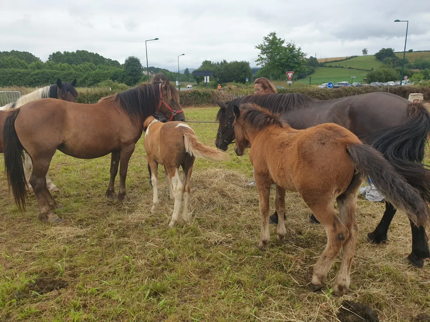 chevaux (6)
