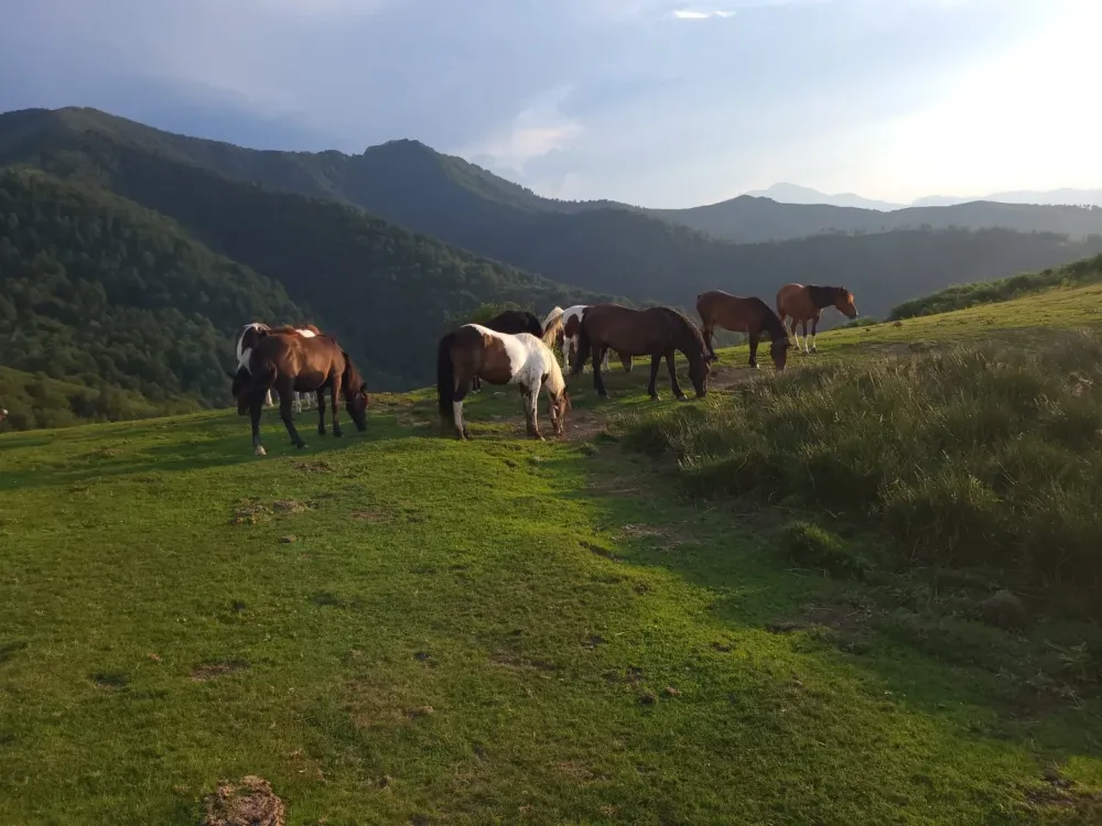 Vente de poney à Ustaritz