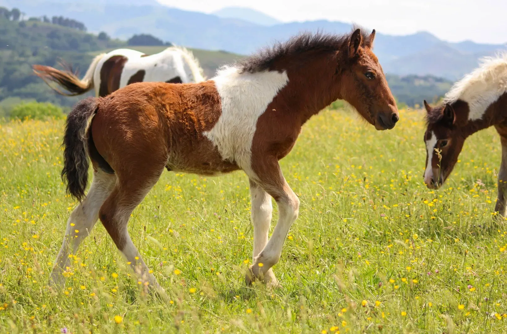 chevaux (17)